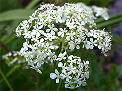 Inflorescence