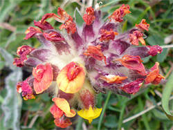 Withered flowers