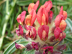 Kidney vetch