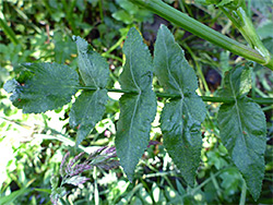 Pinnate leaf