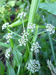 Compound umbel