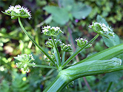 Sheathed leaf stalk