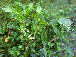 Leaves and flowers