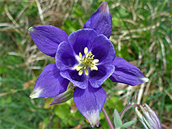 Columbine