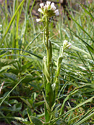 Flowering stem