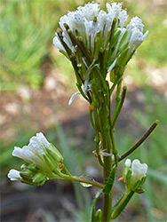 Flower clusters