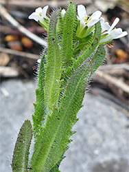 Leaves and flowers