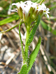 Leaves and flowers