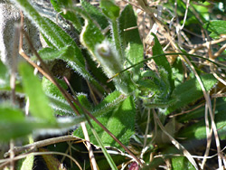 Hairy leaves