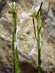 Two stems