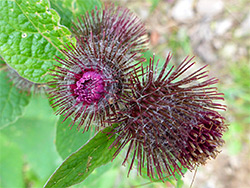 Arctium lappa