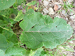 Broad leaf