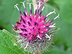 Arctium minus