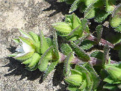 Flower and leaves