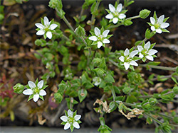 Group of flowers