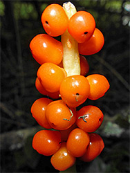 Orange fruits