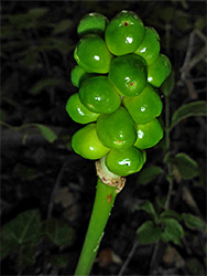 Green fruits