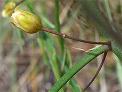 Asparagus officinalis