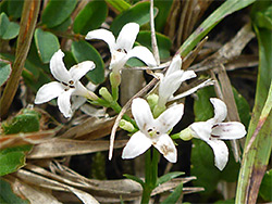 Group of flowers