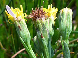 Pale green phyllaries