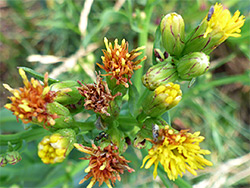 Yellow-brown disc florets