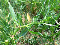 Lanceolate leaves