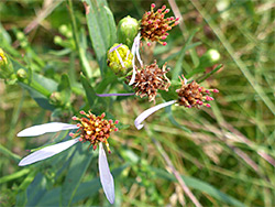 Withering flowerheads