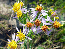 Cluster of flowerheads