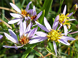 Five flowerheads