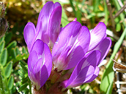 Astragalus danicus