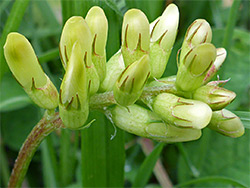 Yellow flowers