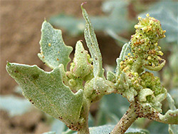 Atriplex laciniata