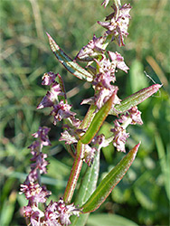 Atriplex littoralis