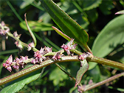 Grass-leaved orache