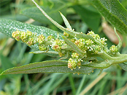 Greenish flowers