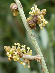 Yellow anthers