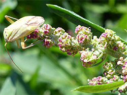 Bug on flower cluster