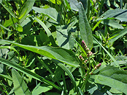 Toothed leaves