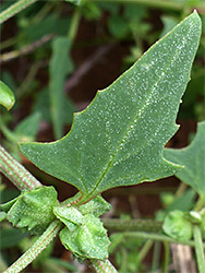 Triangular leaf
