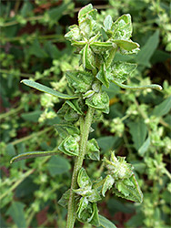 Fruits and leaves