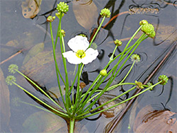 Flower cluster