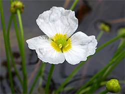 Three-petalled flower