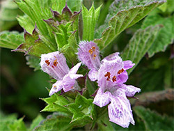 Black horehound