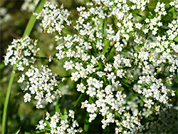 Tiny white flowers