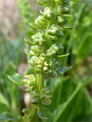 Beta vulgaris