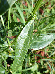 Lanceolate leaf