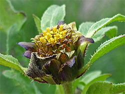 Bidens tripartita