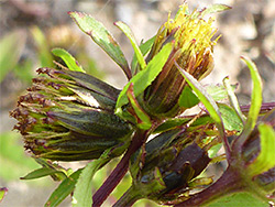 Trifid bur-marigold