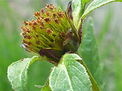 Flowerhead and upper stem leaves