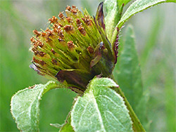 Flowerhead and upper stem leaves